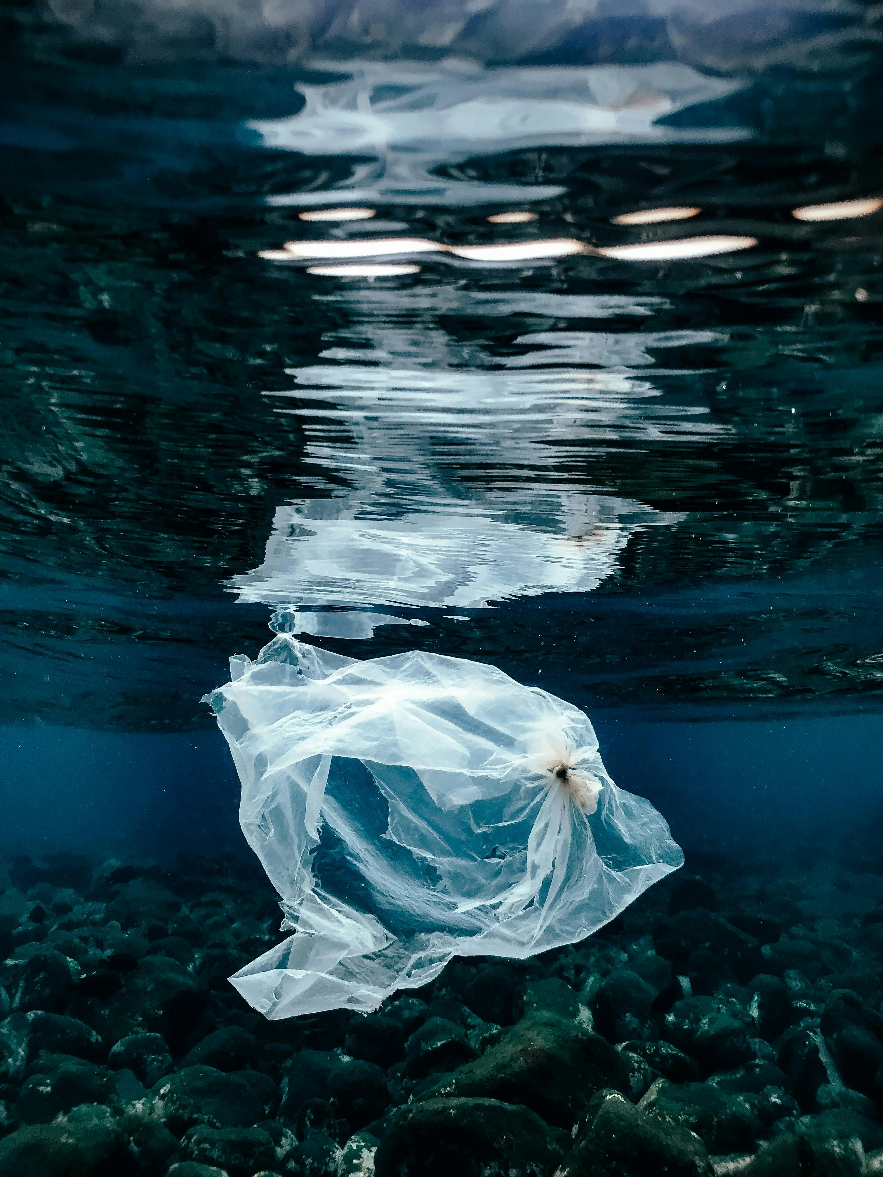 Naja bertolt jensen b N pgc53 NO4 unsplash
